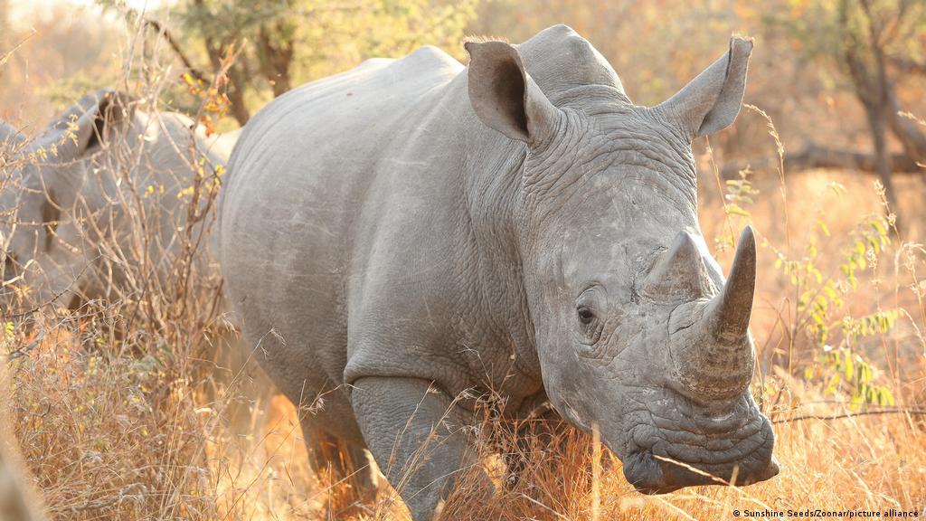 South Africa: Rhino killings on the rise after lockdown curbs ease | News |  DW | 31.07.2021