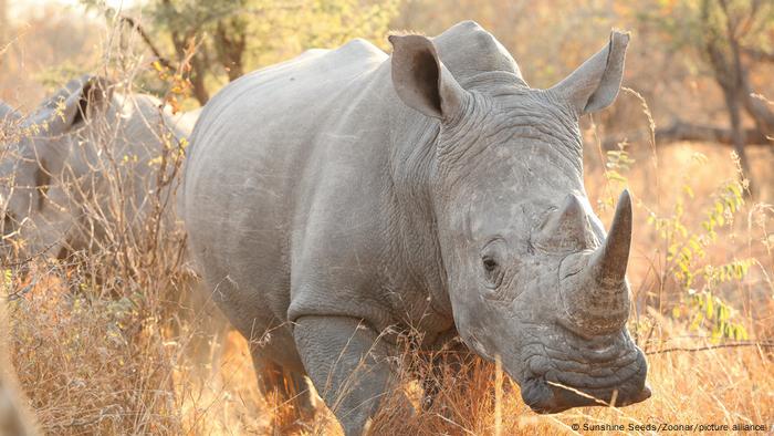 5 Species Of The Most Endangered Animals In Africa 3