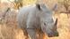 A southern white rhino pictured in South Africa A southern white rhino pictured in South Africa