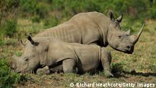 South Africa flies 30 white rhinos to Rwanda