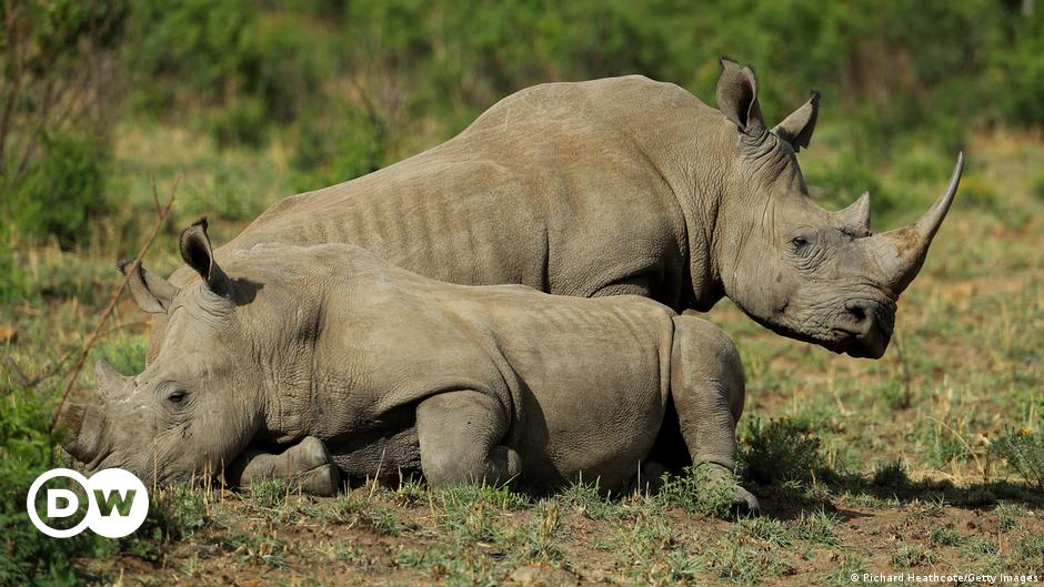 south-africa-flies-30-white-rhinos-to-rwanda-dw-30-11-2021