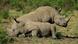 Two white rhinos in the Pilanesberg National Park, South Africa. Two white rhinos in the Pilanesberg National Park, South Africa.