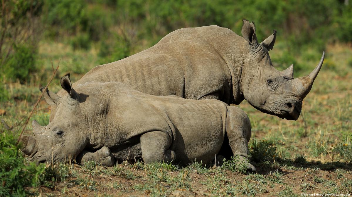 South Africa flies 30 white rhinos to Rwanda – DW – 11/30/2021