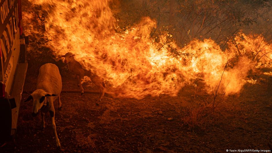 Пожарите во Турција носат критики за владата | Информации и анализи за Балкан | DW - Vimarsana News