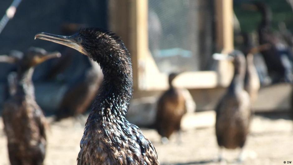 Saving South Africa's cormorant population DW 08/05/2021