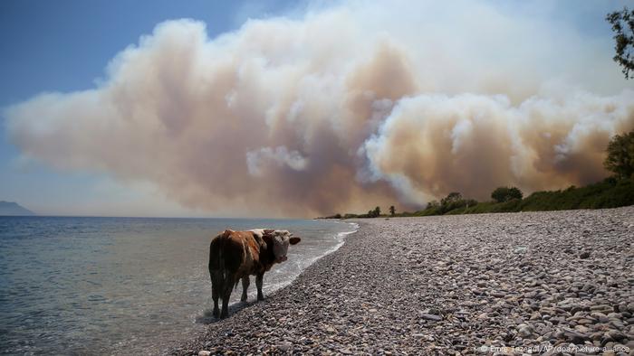 WS Türkei Waldbrände Mittelmeerregion 