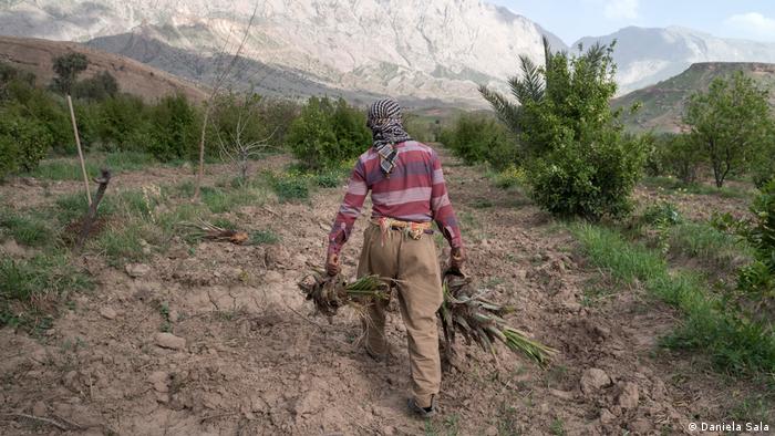 Agriculture suffers from drought in the Kurdistan Region of Iraq