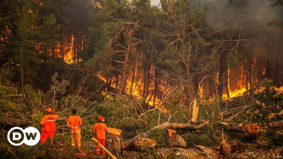 Waldbrände in der Türkei: "Es werden 50 Jahre vergehen"