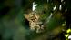 Un leopardo en India. Imagen referencial. Un leopardo en India. Imagen referencial.