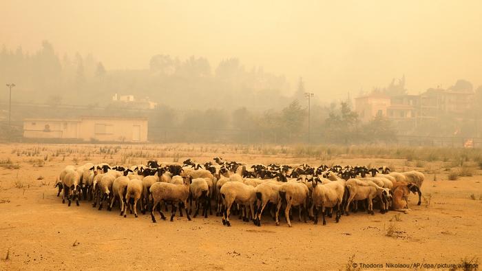 Calor extremo e incendios en la isla de Eubea, Grecia, en el verano boreal de 2021.