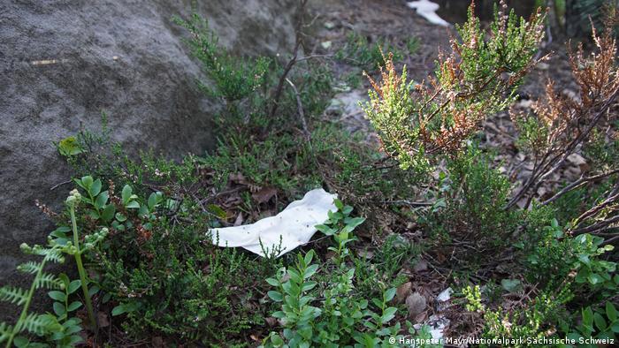 Un pañuelo de papel yace entre los arbustos en el suelo de un bosque.