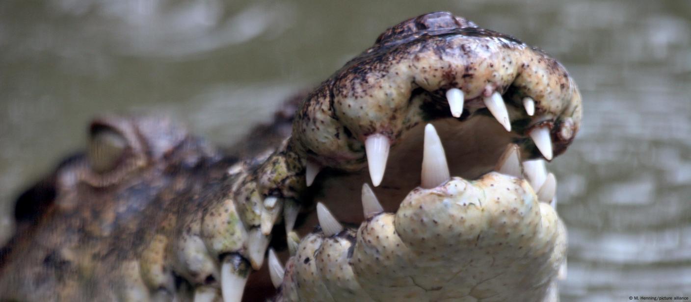 Australian crocodiles cruelly slaughtered on Hermès farm