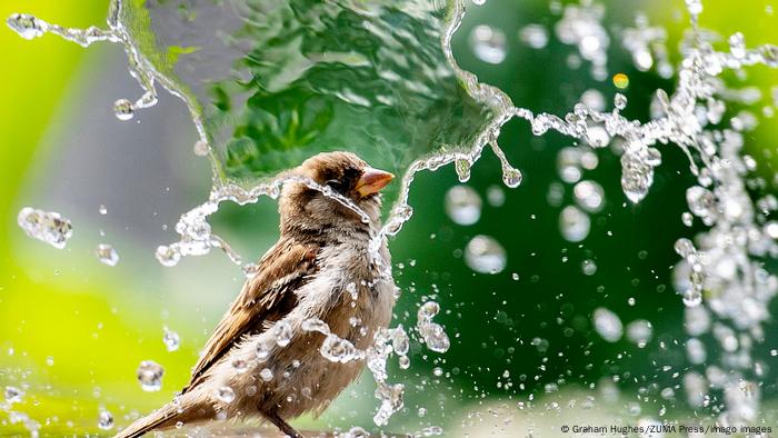 BdTD | Kanada | Ein Spatz kühlt sich unter einer Wasserfontäne ab