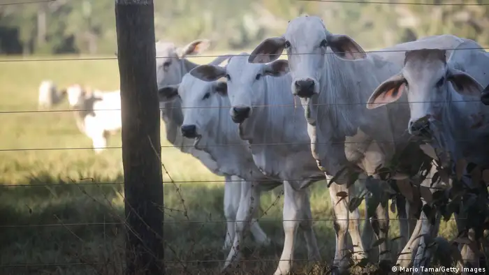 مزرعة أبقار في البرازيل (26/6/2017)