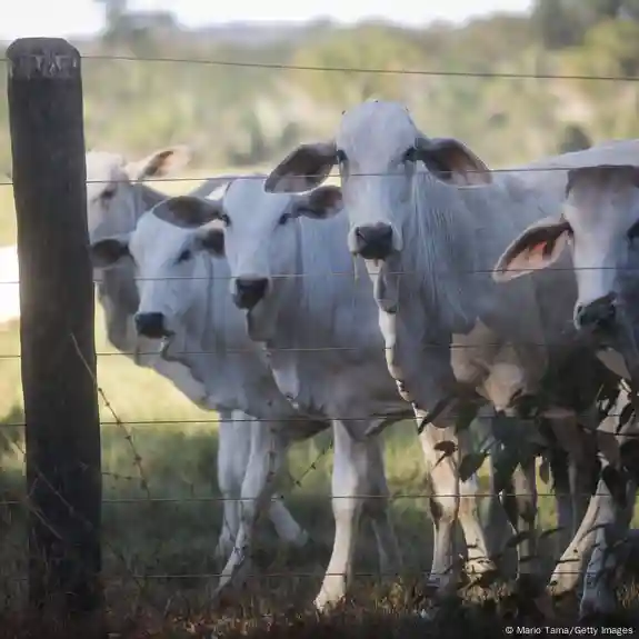 OPERAÇÃO VACA LOCA