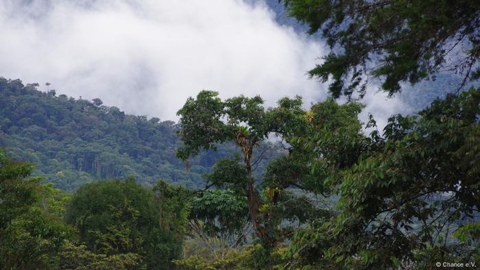 Bosque de neblina en Perú.