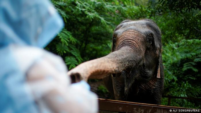 Turis memberi makan gajah di cagar alam Xishuangbanna