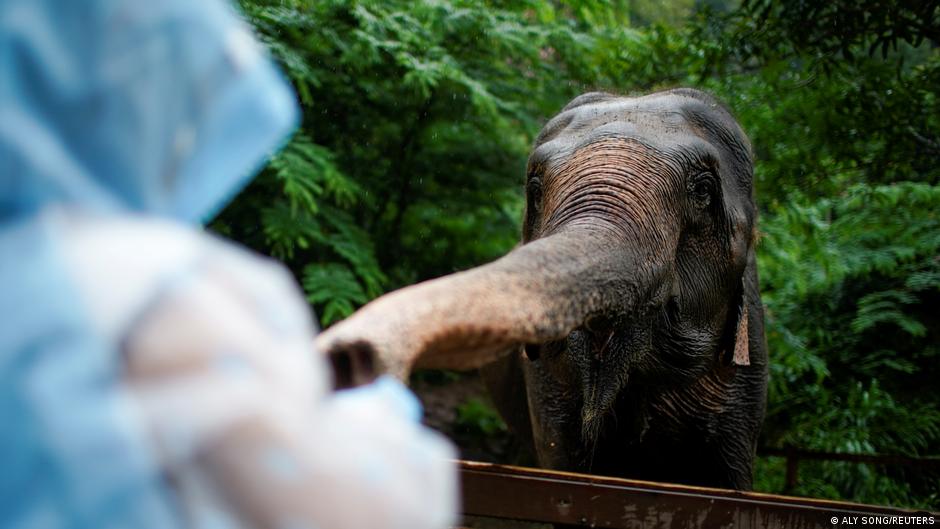 Chinese elephants head home after romp through Yunnan | All 