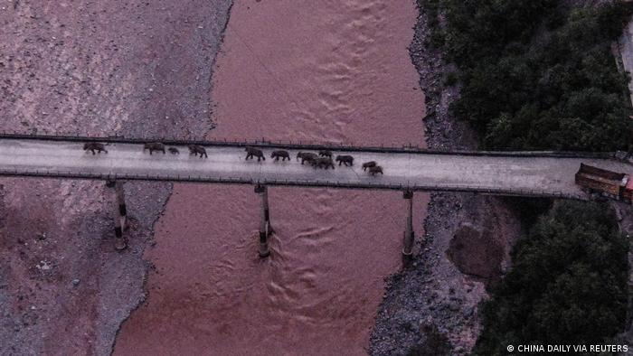 Una vista aérea tomada con dron muestra a una manada de elefantes asiáticos cruzando el puente sobre el río Yuanjiang, en la provincia de Yunnan. La familia de elefantes salvajes regresa aquí a su hábitat tradicional, contaron las autoridades chinas.