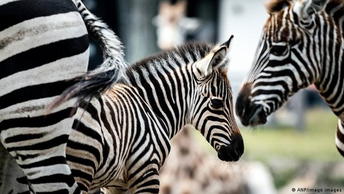 Mama Adana nedavno se porodila i sada fotografima ponosno pokazuje svog sina Kaspera u safari rizortu Bekse Bergen u Holandiji. Ovo je jedina vrsta zebri koja ima i pruge na trbuhu.