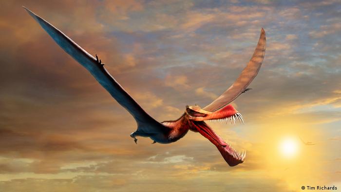 Australia: hallan el fósil de un dinosaurio gigante al que apodaron 
