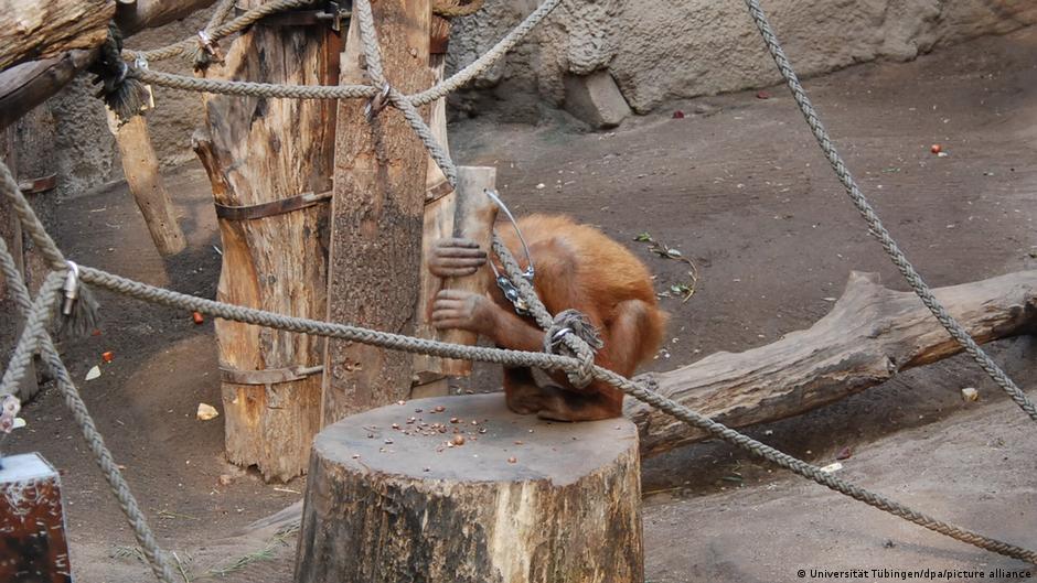 Los orangutanes saben por sí solos cómo usar un martillo para cascar nueces | Ciencia y Ecología | DW - Vimarsana News