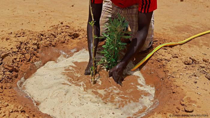 Moussa Kamara pflanzt einen Baum in der Sahara.