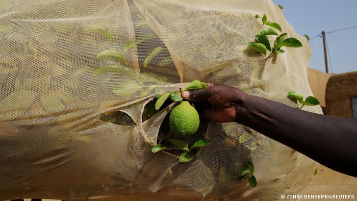 Das Projekt ist auch ein Weg, um den Menschen in den Dörfern zu helfen, sich selbst zu versorgen. In den Gärten wachsen zum Beispiel Papaya, Mango, Moringa und Salbei. Und auch Zitronenbäume.