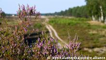 Die Heideblüte in Sielmanns Natur­land­schaft Kyritz-Ruppiner Heide hat begonnen. Der Naturpark Stechlin-Ruppiner Land im Norden Brandenburgs wird mit Sielmanns Naturlandschaft Kyritz-Ruppiner Heide, dem nördlichen Teil des ehemaligen Truppenübungsplatzes und einem Teil des Granseer Platte um 18.000 Hektar vergrößert. Die Kyritz-Ruppiner Heide zählt in Deutschland zu den bedeutendsten Heideflächen mit hohem Naturschutzwert.