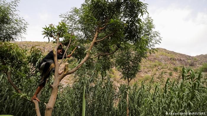 Человек ломает ветки дерева в Йемене