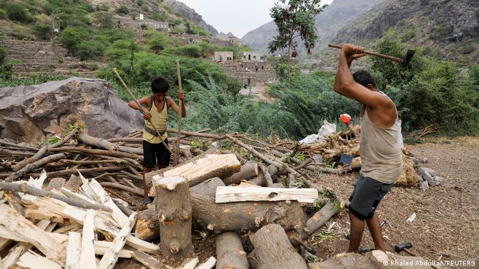 Йеменский лесоруб разрубает акацию