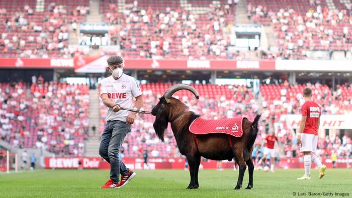Mascotte de chèvre de Cologne Hennes IX Mascotte de chèvre de Cologne Hennes IX