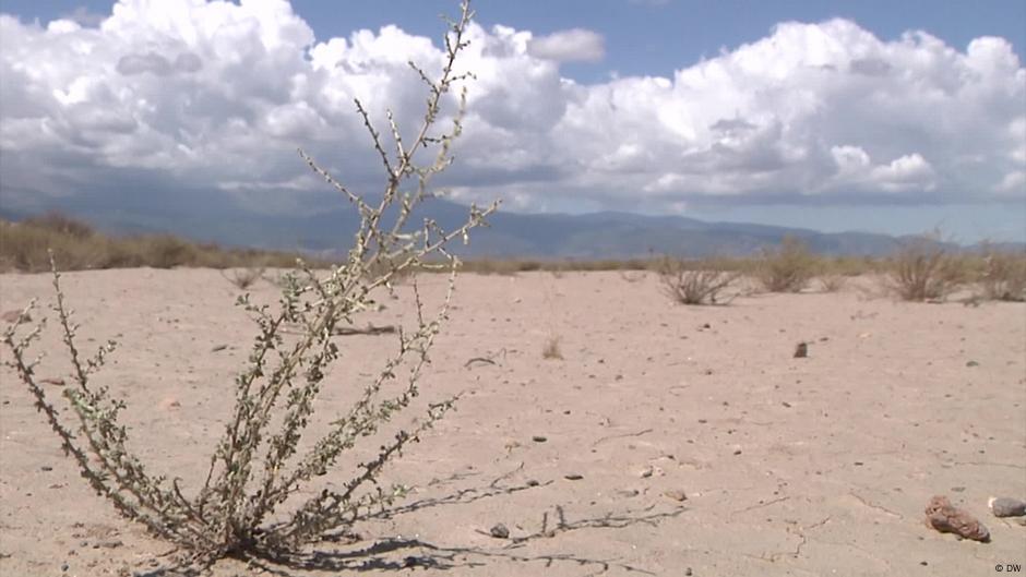 Spanish plantations facing drought – DW – 09/23/2021