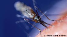Ein Weibchen der Anopheles-Mücke bohrt ihren feinen Stechrüssel tief in die Haut ihres menschlichen Opfers und saugt sich mit Blut bis zum Vierfachen des eigenen Gewichts voll (undatierte Aufnahme). Für etwa eine Million Menschen ist das feine Sirren des Insekts jedes Jahr der Klang des Todes. Mit ihrem Speichel spritzt die Mücke oft einen Einzeller in die Adern des Menschen - Plasmodium falciparum, den Erreger der Malaria. Jetzt haben Forscher das Erbgut von Mücke und Erreger identifiziert. dpa (zu dpa-Korr. Die Malaria ist entziffert - schnelle Hilfe aber nicht in Sicht am 02.10.2002) Veröffentlichung nur im Zusammenhang mit dem Bericht in den Zeitschriften Nature & Science und Fotohinweis Nature & Science - Sperrfrist 02. Oktober 2002 20.00 Uhr) +++ dpa-Bildfunk +++