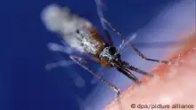 Mosquito picando uma pessoa