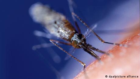 Is Africa ready to produce a malaria vaccine?
