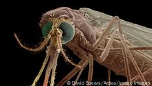 Mosquito Scanning Electron Micrograph SEM: Magnification x90 if print A4 size: 29.7 cm wide - Portrait of the malarial mosquito showing the antenae and palps, used to sense odours and carbon dioxide emeited by the host animal. This is targetted for a blood meal extracted by the stylet, concealed in the proboscis sheath. Anopheles sp. PUBLICATIONxINxGERxSUIxAUTxONLY Copyright: DavidxSpears 11014622