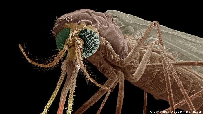 Makro-Nahaufnahme einer Anopheles Mücke
