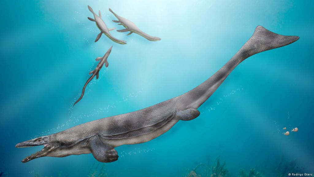 Hallan restos de gigantesco reptil marino en Chile | Ciencia y Ecología |  DW 