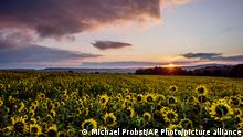 Clouds pass by as the sunrises over a field of sunflowers in Wehrheim near Frankfurt, Germany, Tuesday, Aug. 17, 2021. (AP Photo/Michael Probst)