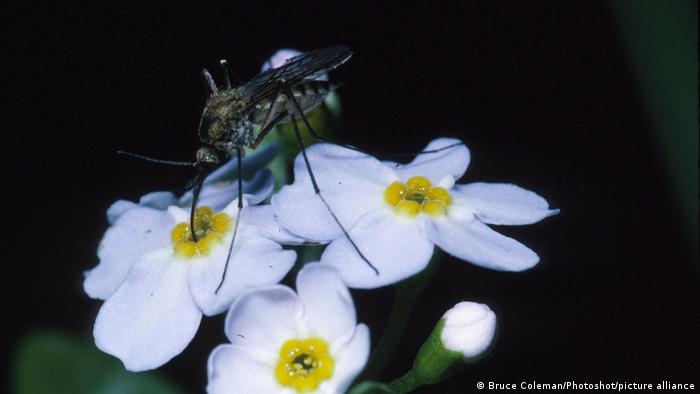 A mosquito drinking nectar from a flower