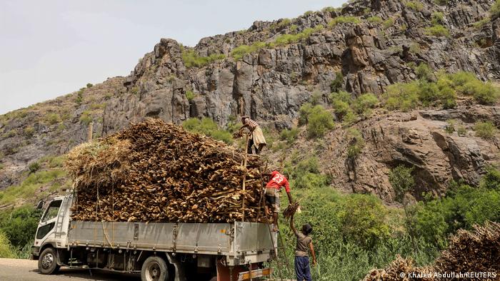 Yemen: timber transport 