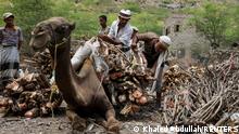 Vendors unload firewood bundles from the back of a camel at a market in Khamis Banisaad district of al-Mahweet province, Yemen, June 10, 2021. REUTERS/Khaled Abdullah SEARCH ABDULLAH DEFORESTATION FOR THIS STORY. SEARCH WIDER IMAGE FOR ALL STORIES