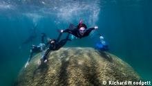 Hallan en Australia un enorme coral cupular que tiene al menos 400 años de vida