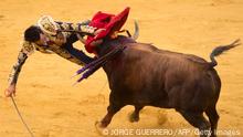 Spanish matador Salvador Vega is gored by the bull during a bullfight at the Malagueta bullring in Malaga on August 21, 2021. (Photo by JORGE GUERRERO / AFP) (Photo by JORGE GUERRERO/AFP via Getty Images)