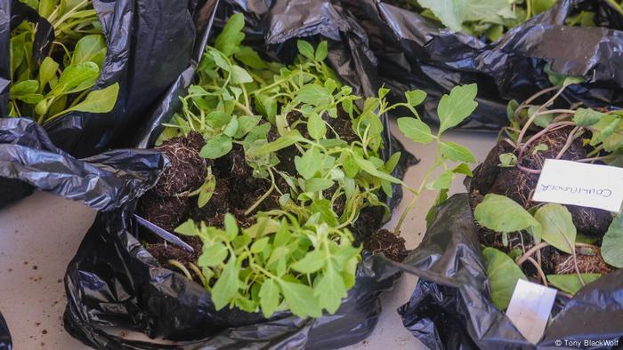 Plants in black bags in Uganda. 