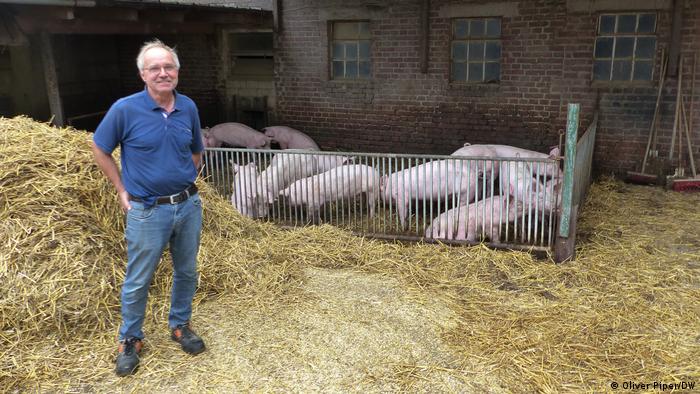 Alemanha Como a ração de soja destrói a floresta tropical para os porcos de engorda alemães