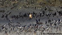 Muerte masiva de peces en el Mar Menor. 