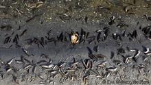 For the fourth day, dead fish continue to appear on the beaches of La Manga del Mar Menor, Murcia, Spain, August 21, 2021. REUTERS/Eva Manez NO RESALES. NO ARCHIVES