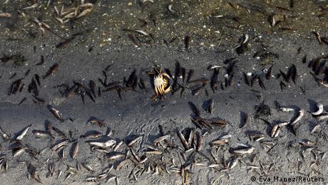 Bildergalerie | Mar Menor, Spanien | Massives Fischsterben in Salzwasserlagune